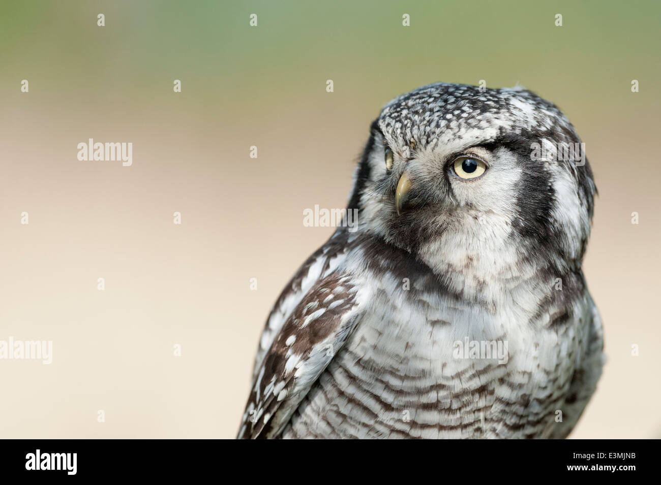 Northern Hawk Owl Stockfoto