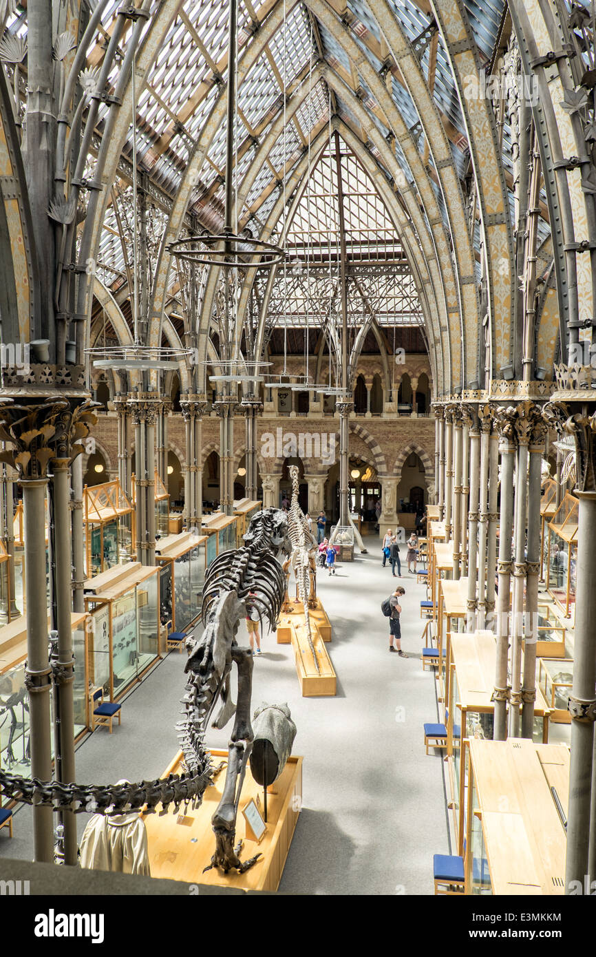 Das Innere des Natural History Museum in Oxford, Oxfordshire, Vereinigtes Königreich zeigt Besuchern, Exponate & der viktorianischen Architektur. Stockfoto