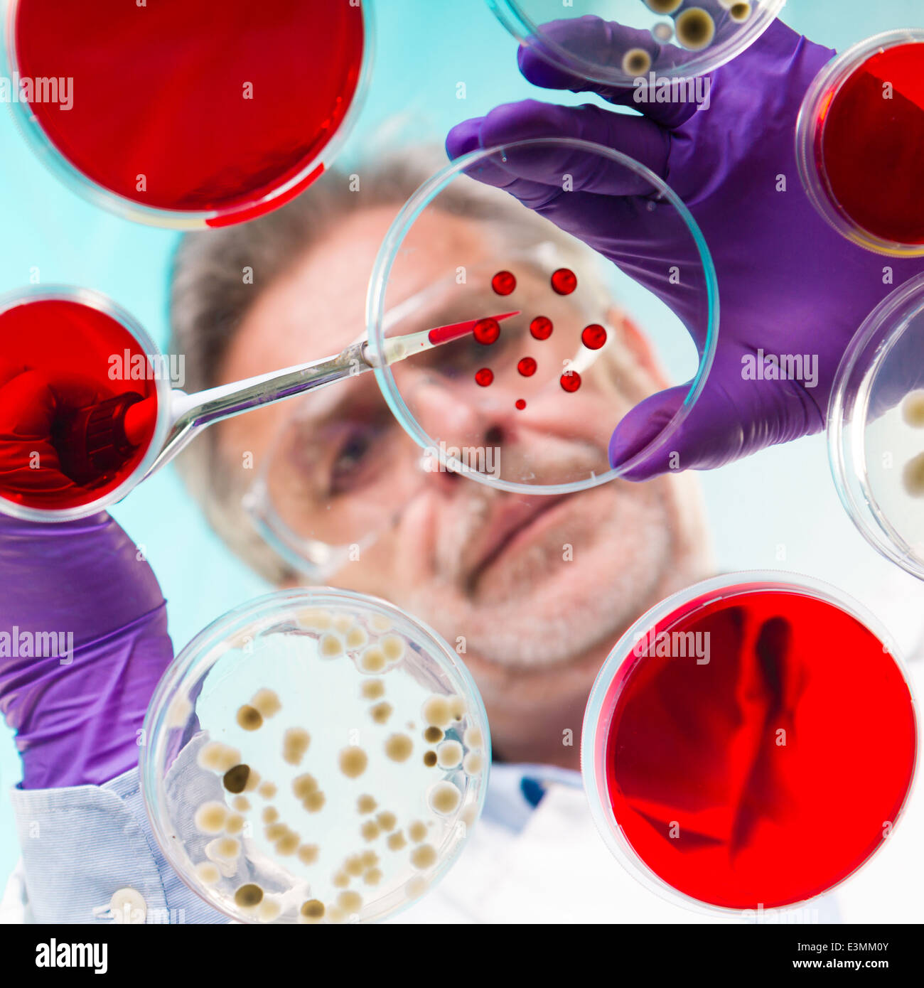 Senior Life-Science-Forscher Pfropfung Bakterien. Stockfoto