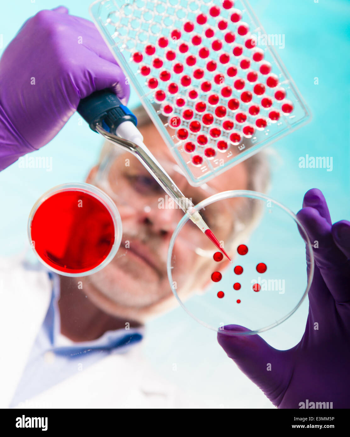 Senior Life-Science-Forscher Pfropfung Bakterien. Stockfoto