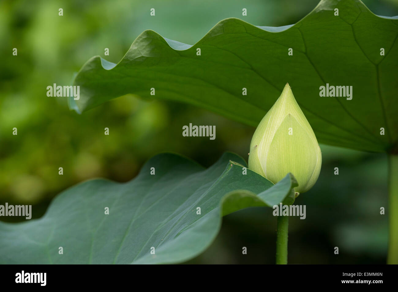 Nelumbo Nucifera. Lotus Flower bud Stockfoto