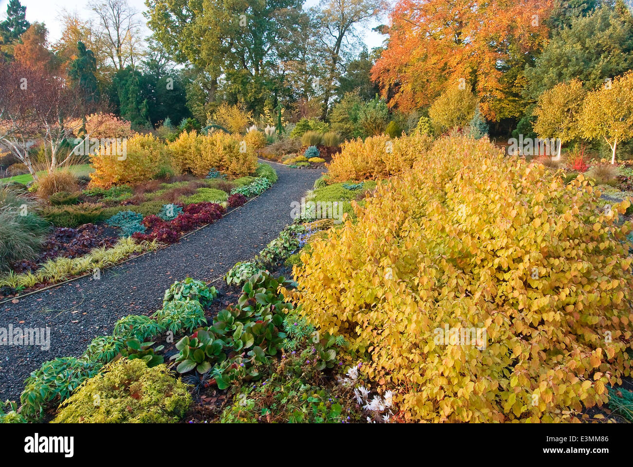Der Wintergarten im Herbst. Bressingham Gardens, Norfolk, UK, Design: Adrian Bloom. Stockfoto