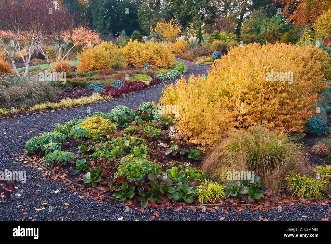 Der Wintergarten im Herbst. Bressingham Gardens, Norfolk, UK, Design: Adrian Bloom. Stockfoto