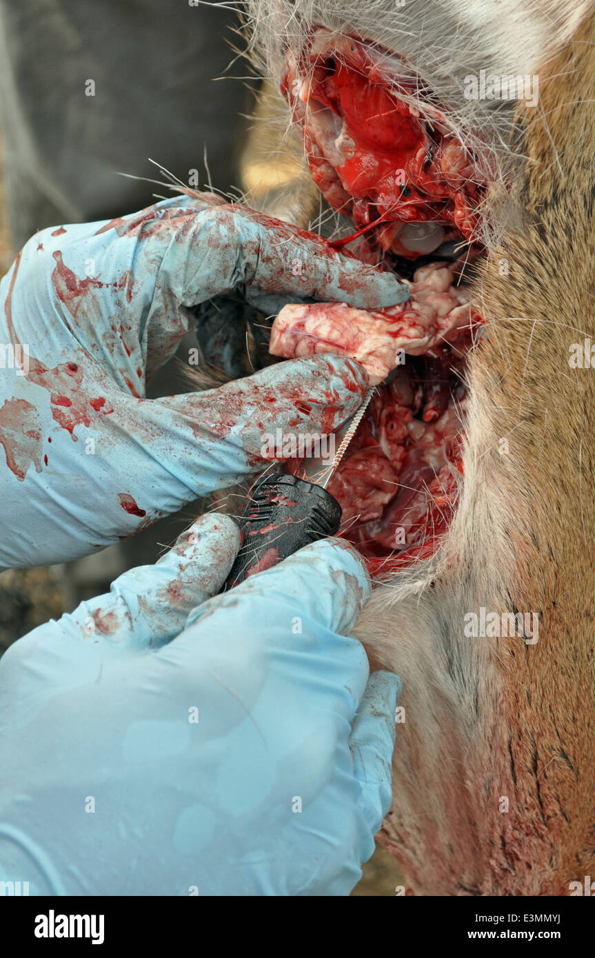 Cronic verschwenden Krankheit Sampling der Hirnstamm Stockfoto