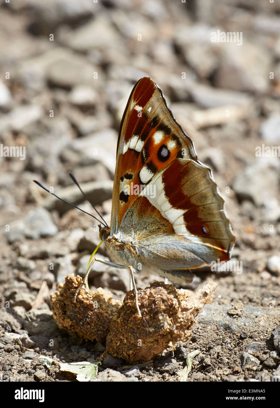 Lila Kaiser Fütterung auf Hundehaufen. Bookham Common, Surrey, England. Stockfoto