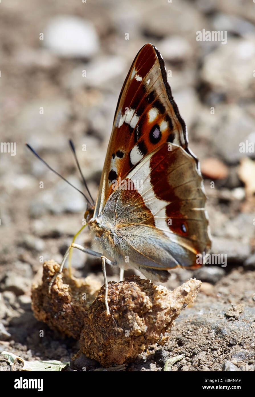 Lila Kaiser Fütterung auf Hundehaufen. Bookham Common, Surrey, England. Stockfoto