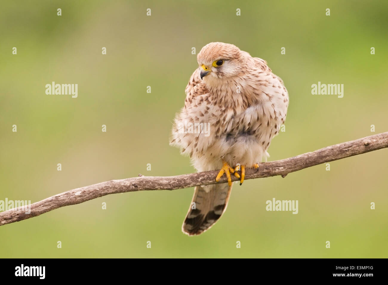 gemeinsamen Turmfalke (Falco Tinnunculus) Erwachsene weiblich, stehend auf Ast des Baumes, Hortobagy, Europa Stockfoto