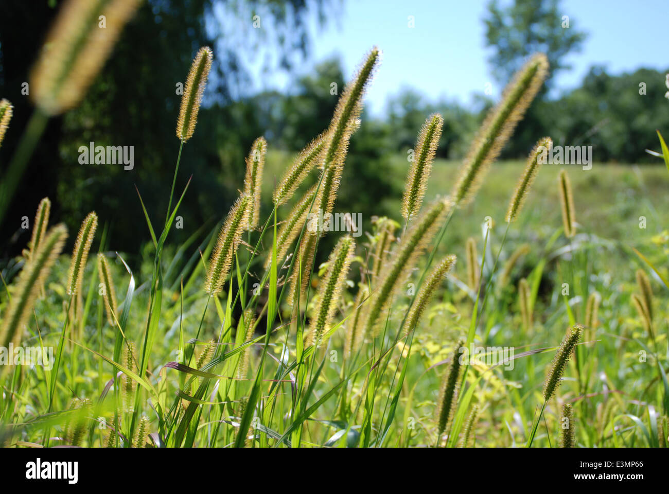 Bereich der Weizen im Wind wehen. Stockfoto