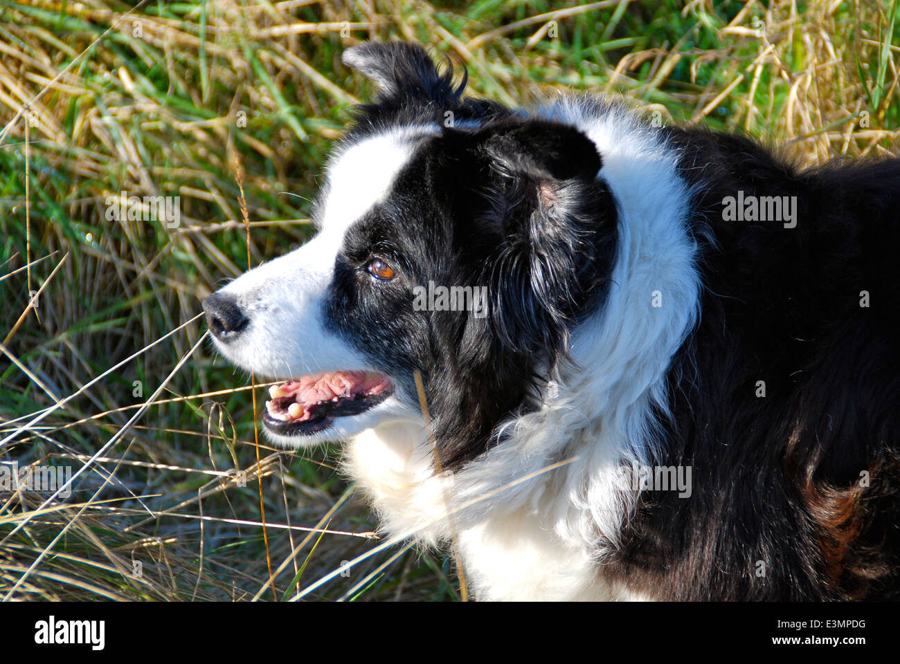 Englische Collie Hund in der britischen Landschaft bei Sonnenuntergang. Stockfoto