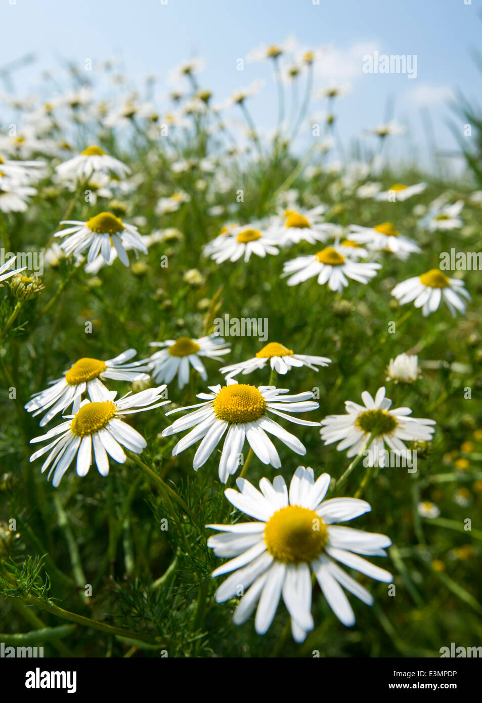 Ein Feld von Gänseblümchen, Kreditprüfungsagentur Nottinghamshire England UK Stockfoto