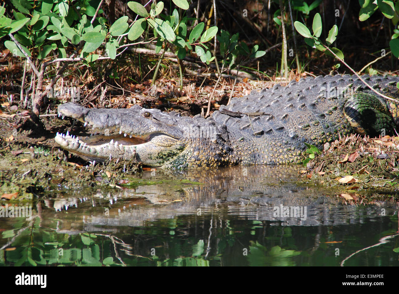 Mit offenem Mund Krokodil im mexikanischen Fluss. Stockfoto