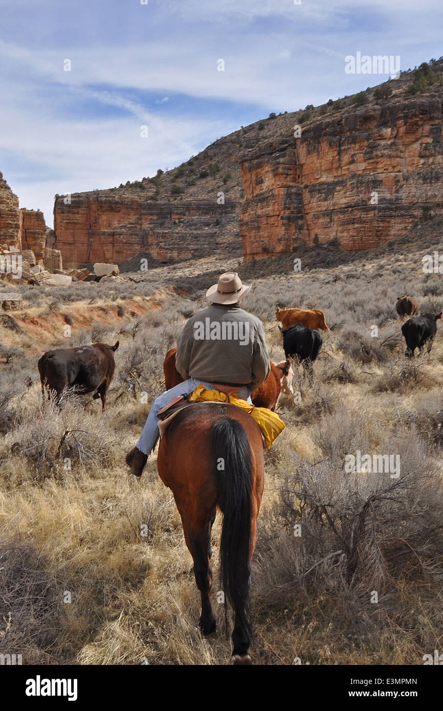 Herden von Kühen aus der Schlange Gulch Stockfoto