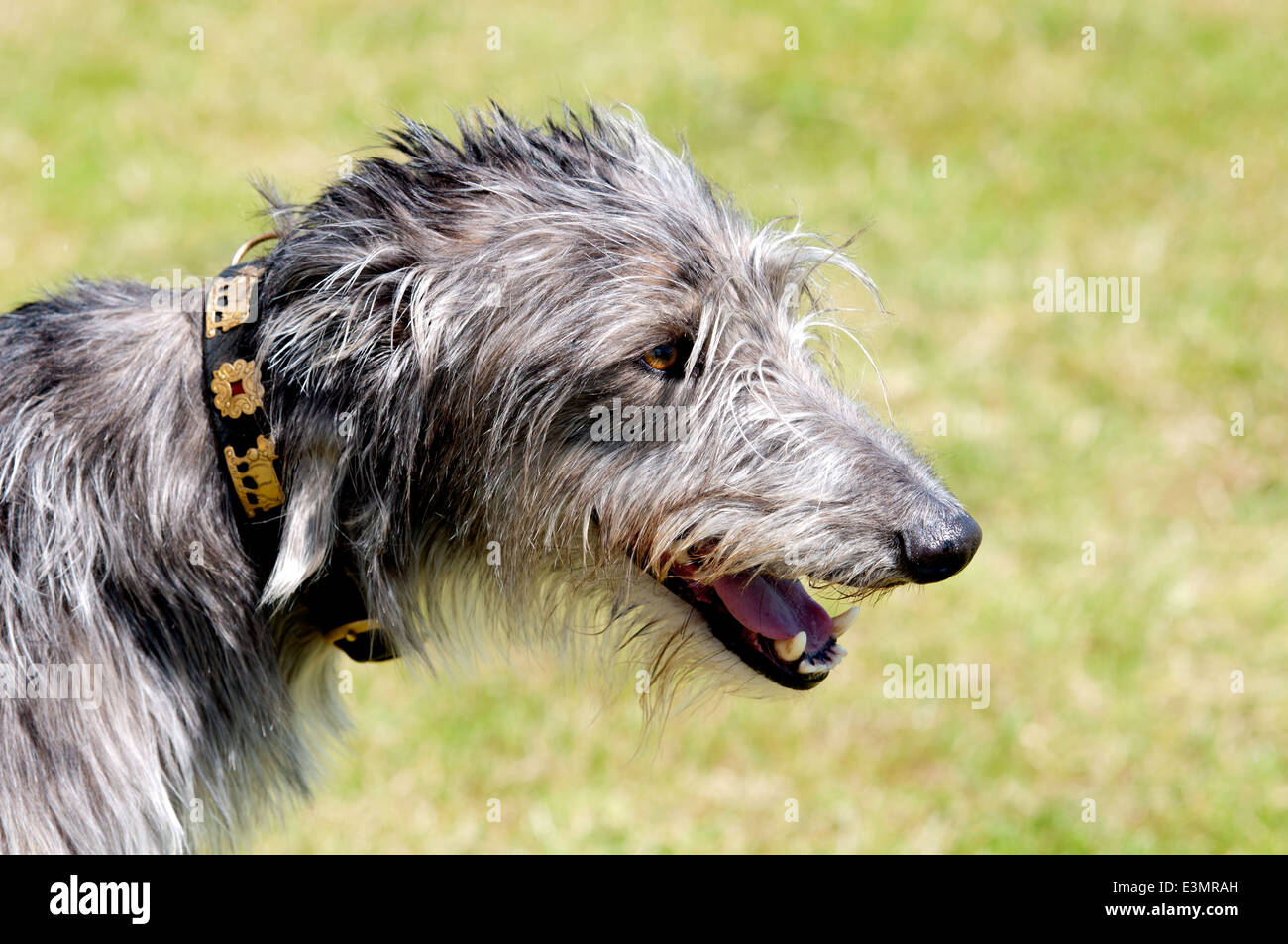 Ein Lurcher Hund Stockfotografie - Alamy