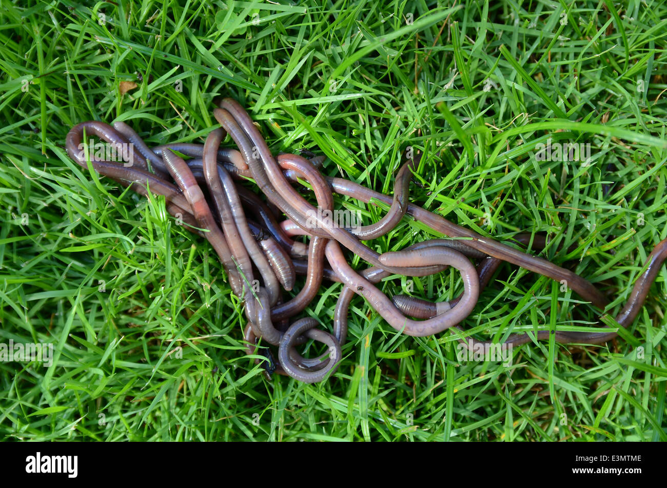 Wurm Stockfoto
