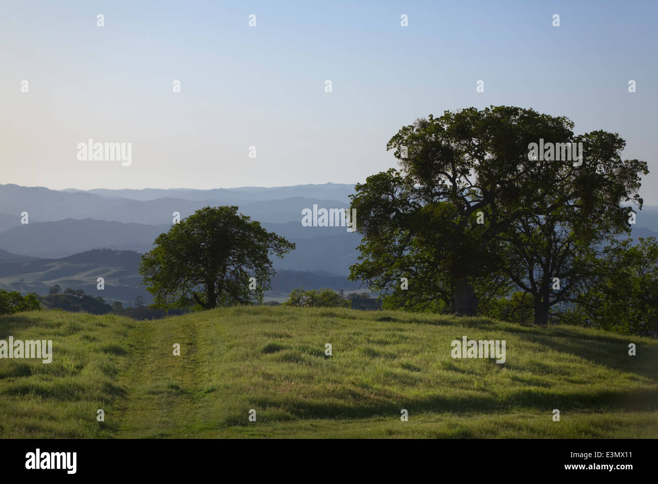 Eine Rinderfarm Coastal Range in Zentral-Kalifornien Stockfoto