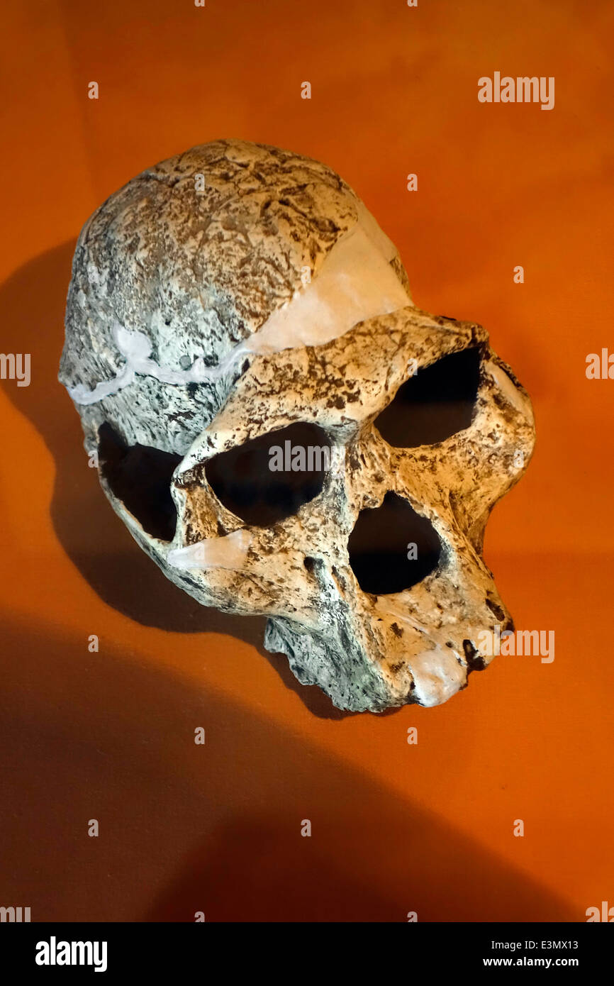 Nachbildung der Schädel eines Australopithecus, ausgestorbenen prähistorischen Hominiden Arten Stockfoto