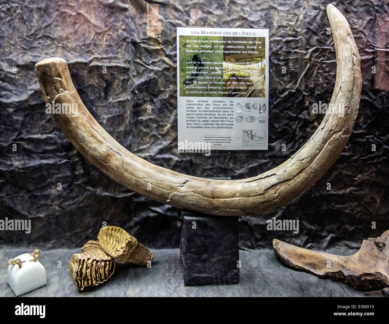 Mammut-Stoßzahn, Zähne und andere Überreste im Museum von Pech Merle Höhle, Cabrerets, Lot, Midi-Pyrénées, Frankreich Stockfoto
