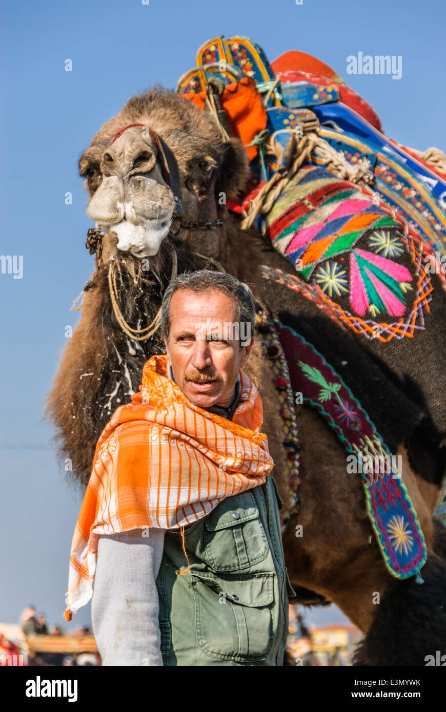 Camel Wrestling-Liga, Ayvalik, Ägäis, Türkei Stockfoto