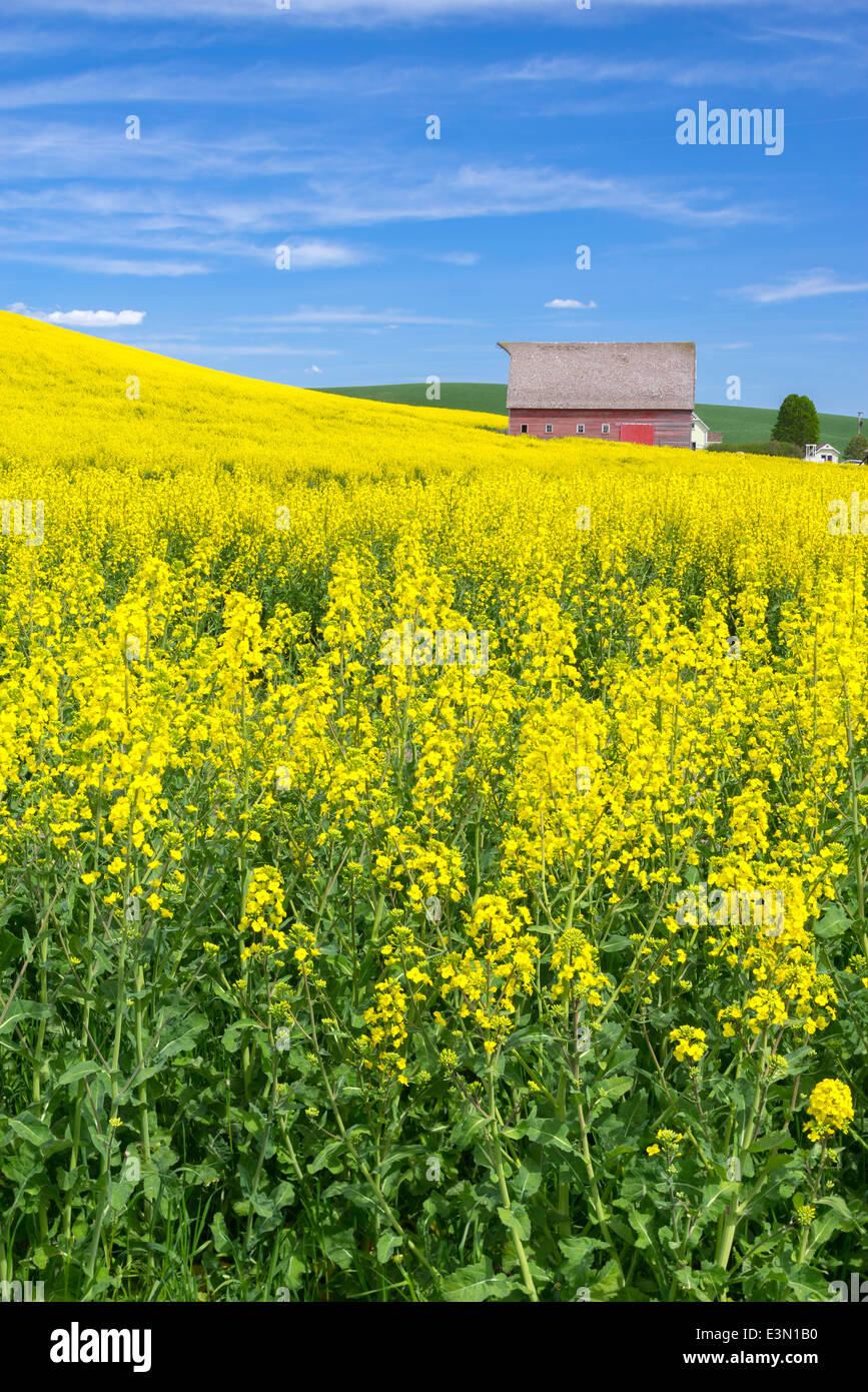 Palouse Land, Latah County, ID: Rote Scheune mit Hang des gelb blühenden Raps Feld Stockfoto