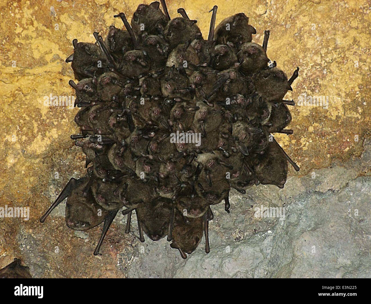 Indiana Fledermäuse, die als vom Aussterben bedroht eingestuft werden, sind im Sommer auf Höhlen angewiesen, um dort zu übernachten. Die Erhaltungsbemühungen konzentrieren sich auf den Schutz dieser Lebensräume und die Förderung der Artenwiederherstellung. Stockfoto