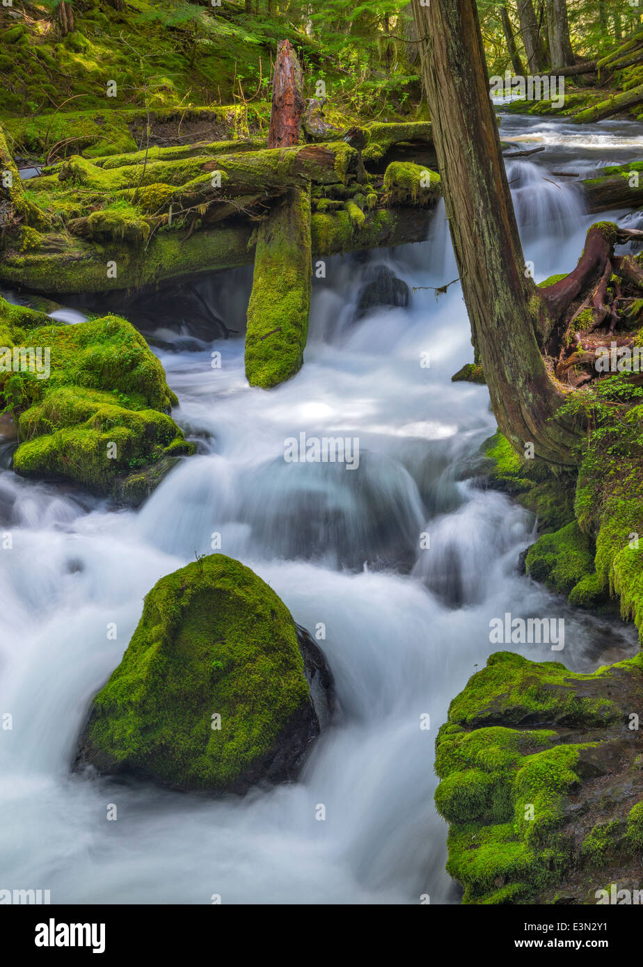 Gifford Pinchot National Forest, Washington: Panther-Bach fließt durch einen bemoosten alten Wald im Wind River Valley Stockfoto
