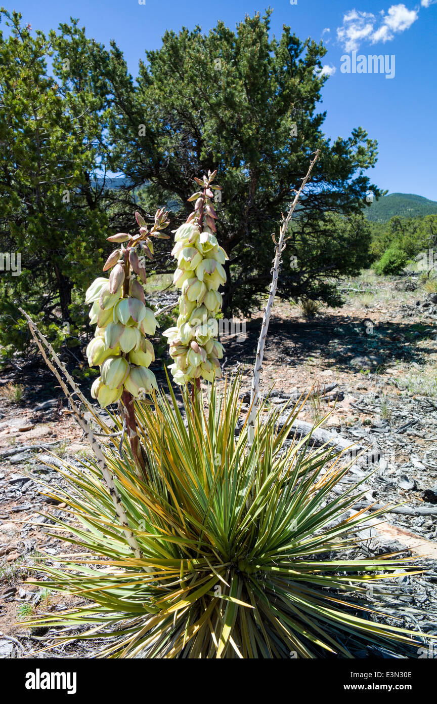 Yucca-Pflanze in voller Blüte, kleine Regenbogen Trail, Salida, Colorado, USA Stockfoto