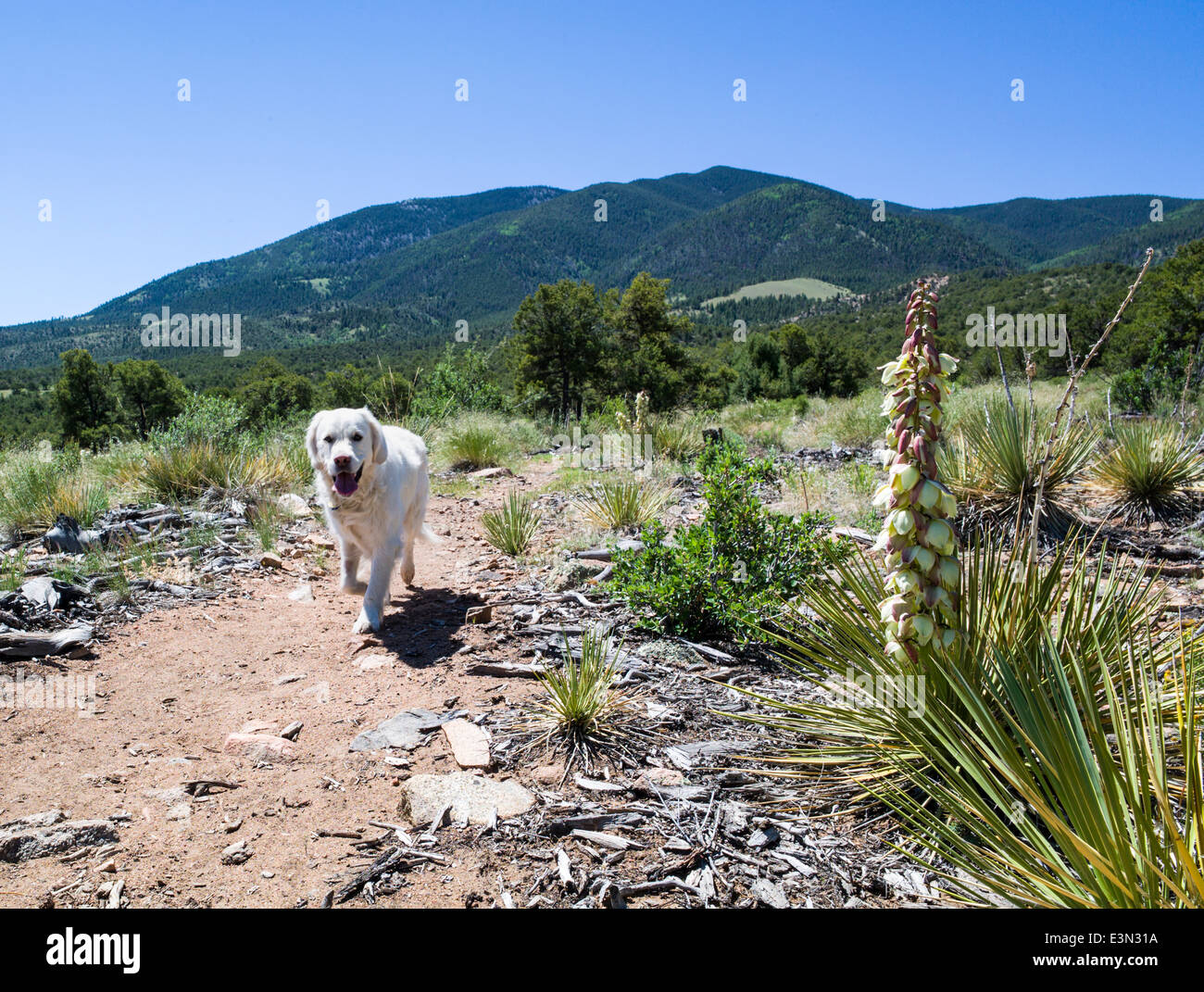 Platin farbige Golden Retriever Hund läuft auf einem Bergweg vorbei eine Yucca Pflanze. Stockfoto