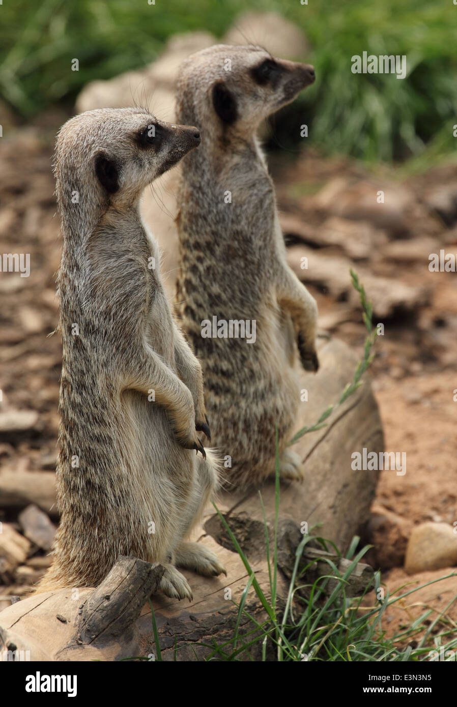 Zwei Erdmännchen stehend nach Aufmerksamkeit und weg von der Kamera. Wildlife Park. Stockfoto