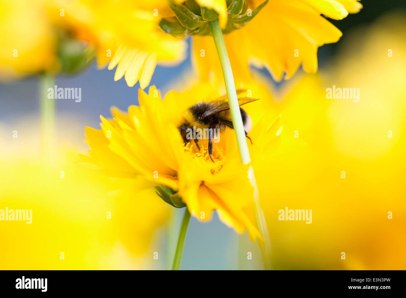 Hummel auf Coreopsis "Sunray" (Tickseed) Stockfoto