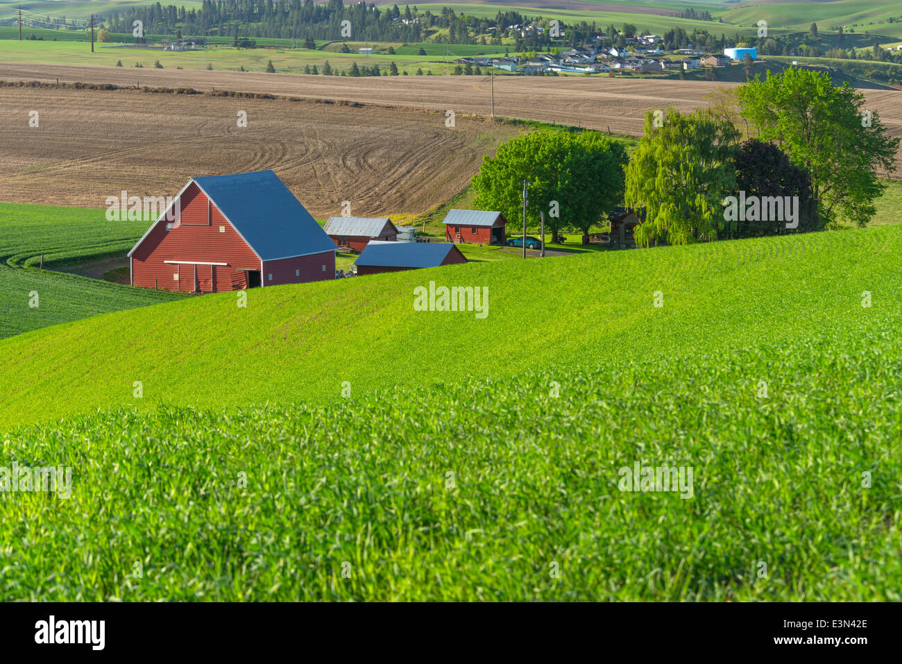Palouse, Whitman County, WA: Rote Scheune und Hof-Gebäude zwischen sanften Weizenfelder in der Nähe von Colfax Stockfoto