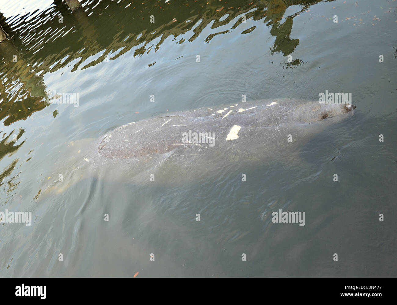 Eine Florida Seekuh in der Nähe ein Bootsanleger in St. Petersburg Stockfoto