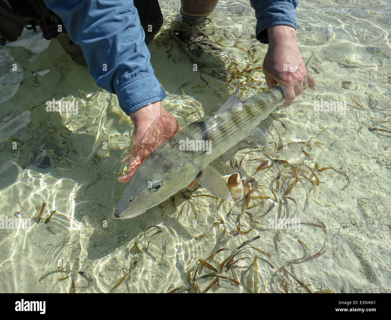 Salzwasser Fliegenfischen auf Bonefish auf den Inseln der Bahamas Stockfoto