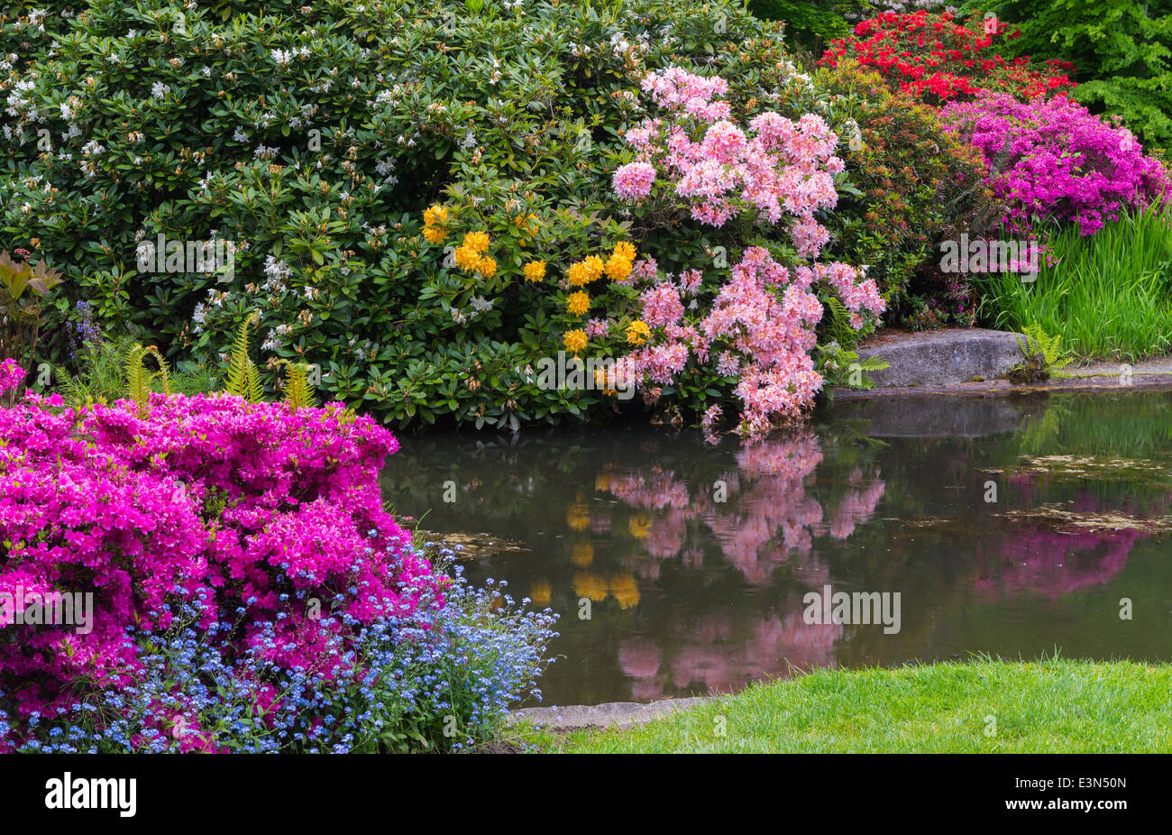 Seattle, WA Kubota Gartenstadt Park, Teich im Tom Kubota Spaziergang Garten mit blühenden Rhododendren Stockfoto
