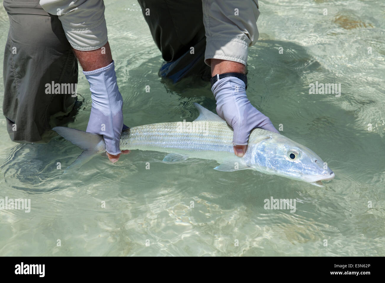 Salzwasser Fliegenfischen auf Bonefish auf den Inseln der Bahamas Stockfoto