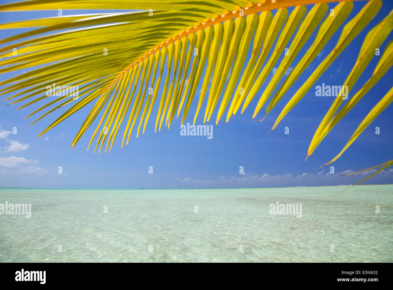 Coconut Palm Frond und Blick auf flachen tropischen Ozean auf der Insel Mayaguana, Bahamas. Stockfoto