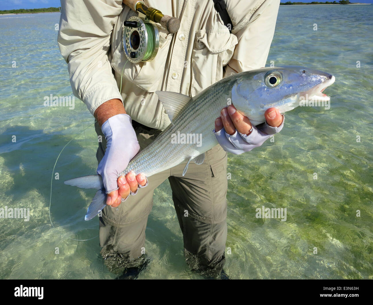 Salzwasser Fliegenfischen auf Bonefish auf den Inseln der Bahamas Stockfoto