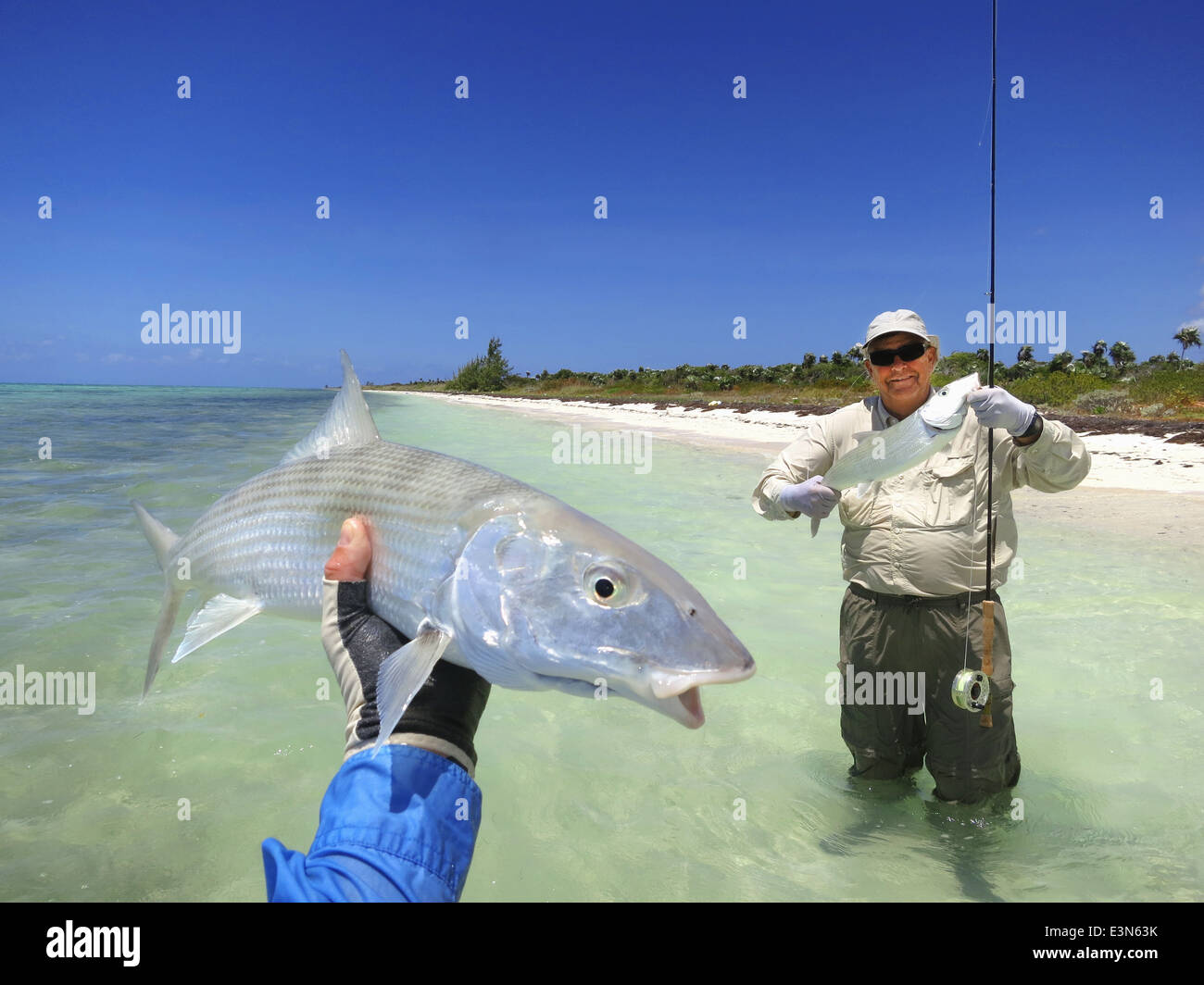 Salzwasser Fliegenfischen auf Bonefish auf den Inseln der Bahamas Stockfoto