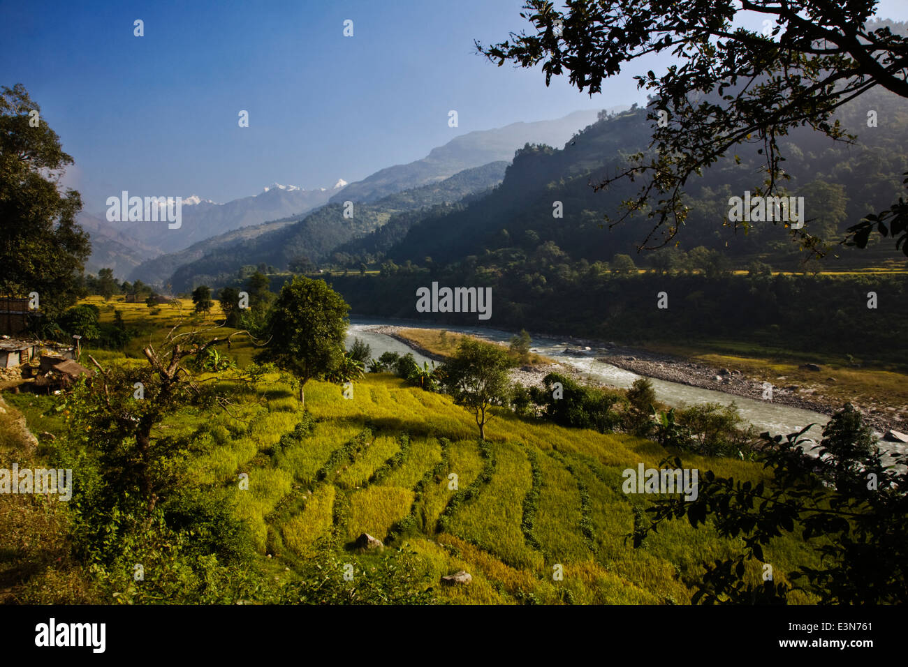 Felder von Reis wachsen im alten Terrassen über BUDHI GHANDAKI RIVER Valley - um MANASLU Trekking, NEPAL Stockfoto