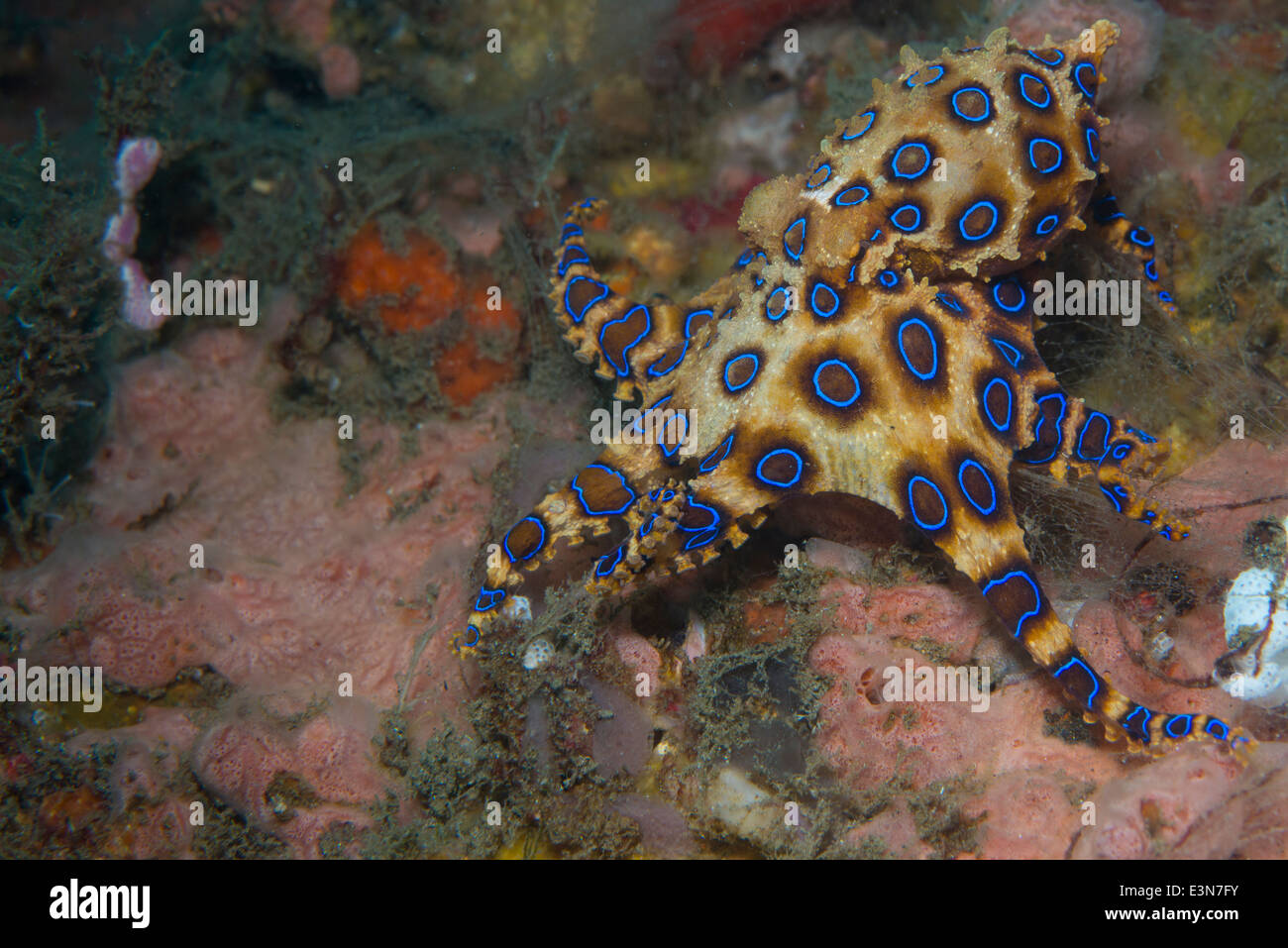 Eine sehr giftige Blue Ring Octopus aus Bali, Indonesien Stockfoto