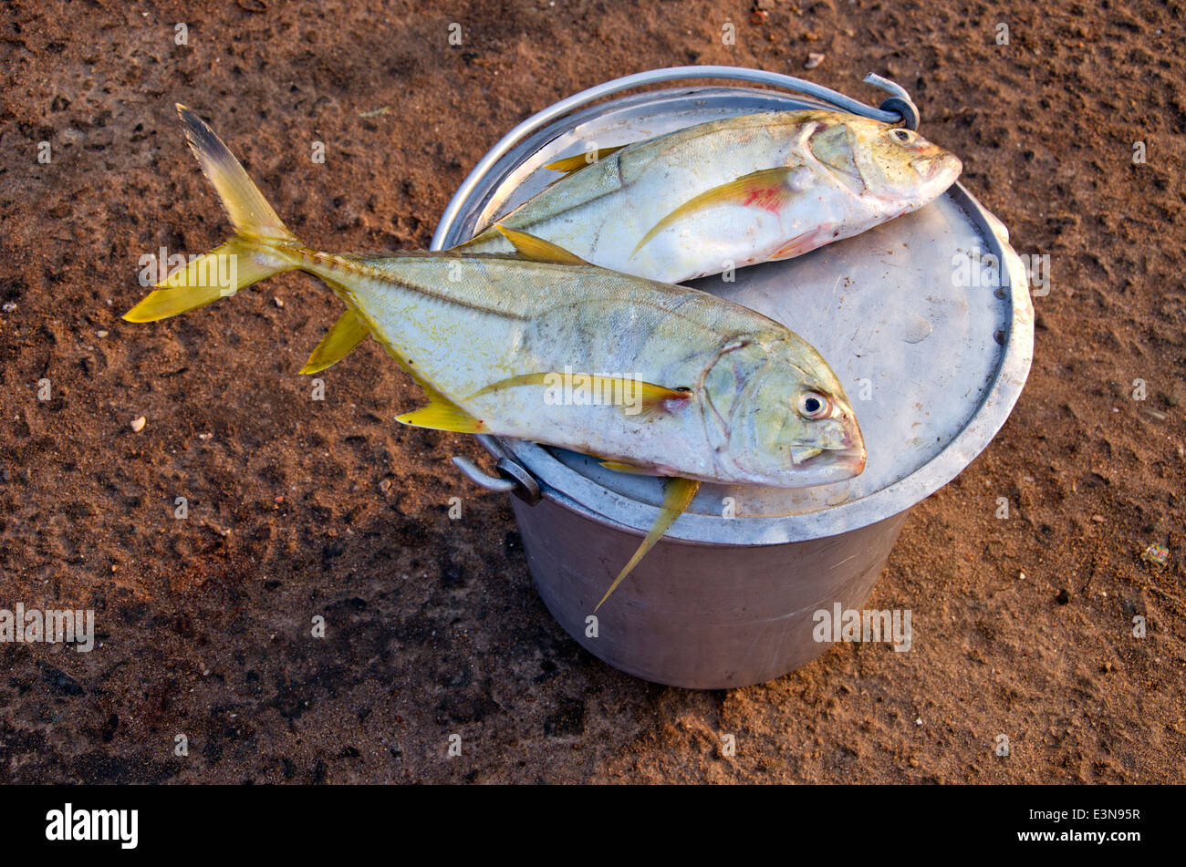 frischer Fisch nach dem Angeln im Markt am Strand, Indien Stockfoto