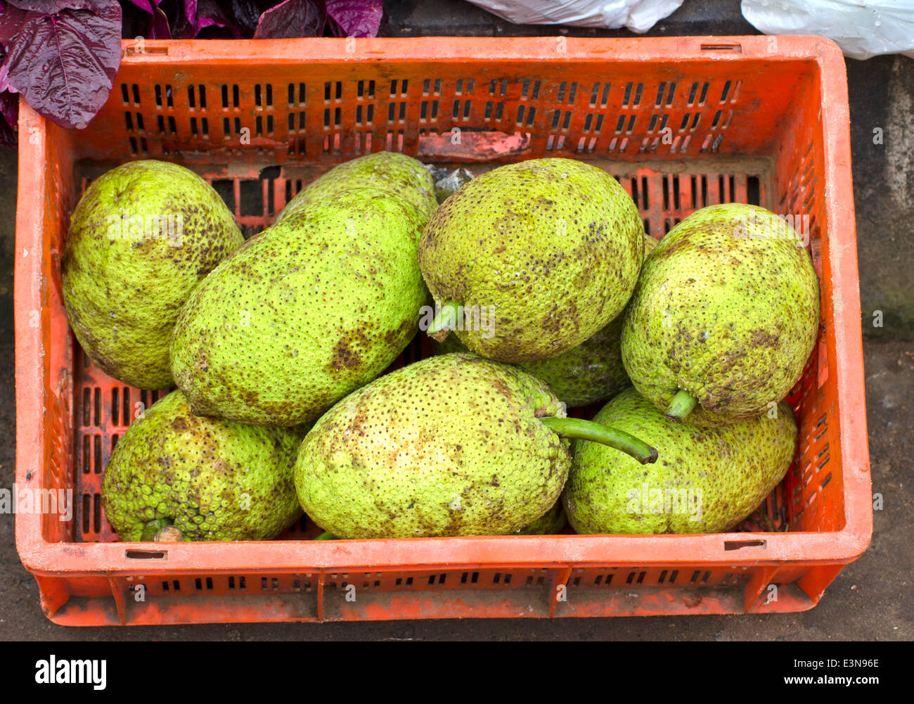 frische Brotfrüchte Jackfruit in roten Kunststoff-Box, asiatischen Markt Indien Stockfoto