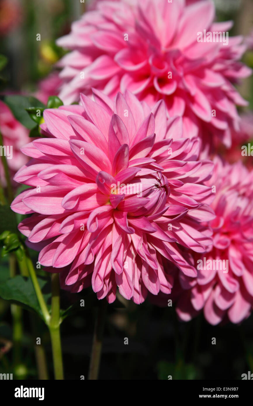 Dahlie 'Barbaly Blush' Medium dekorative Nahaufnahme Blume Stockfoto