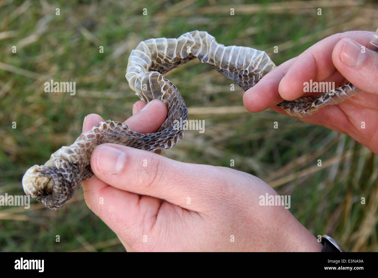 Mann hält verschütten Haut der Europäischen Kreuzotter (Vipera Berus) gefunden, der Peak District National Park, Derbyshire, England, UK Stockfoto