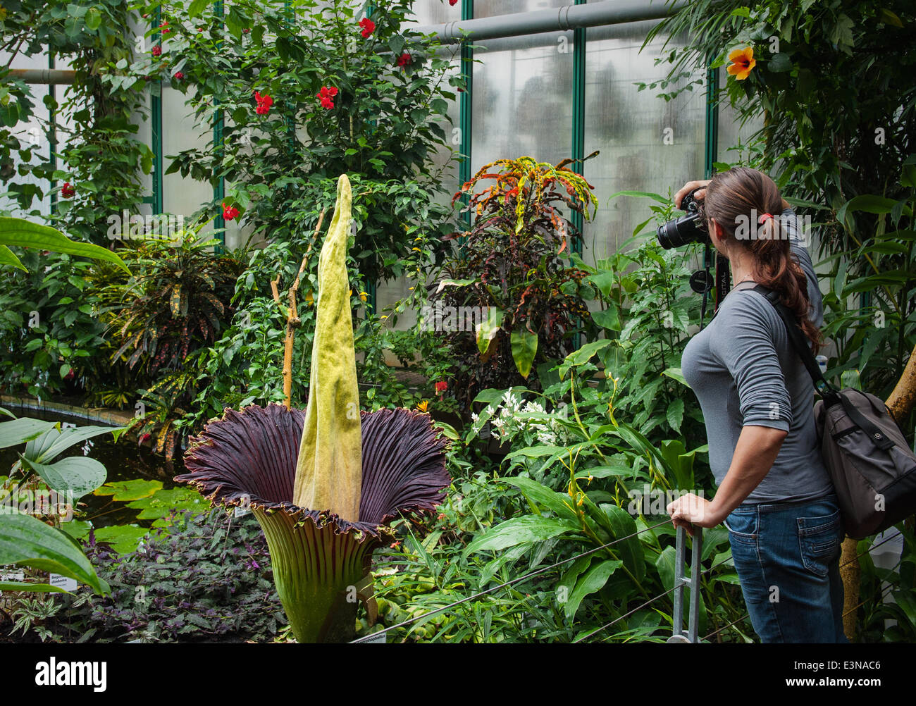 Ein Titan Arum (Amorphophallus Titanum) kam am 25. Juni 2014 blühen im Botanischen Garten in Liberec, Tschechische Republik. Es gibt nur wenige blühende Pflanzen dieser Art in der Welt. (CTK Foto/Radek Petrasek) Stockfoto