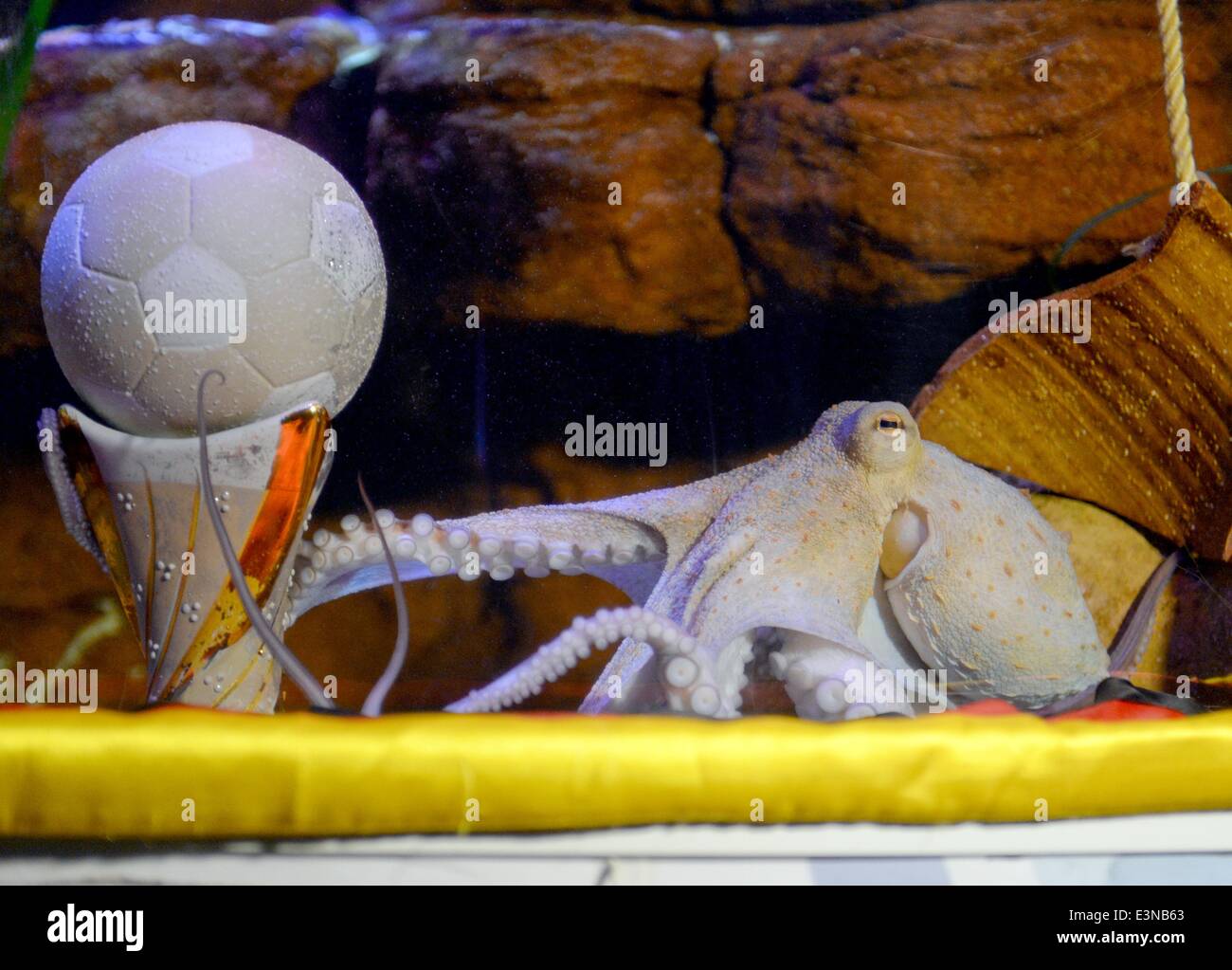 Berlin, Deutschland. 25. Juni 2014. Oktopus Regina von Sea Life Aquarium konnte nicht entscheiden, auf eine Lebensmittel-Container und somit ein Unentschieden vorhergesagt während des Spiels Deutschland-USA bei der WM in Brasilien in Berlin, Deutschland, 25. Juni 2014. Nach dem Erfolg des Octopus Paul während der WM 2010 versucht Regina ihr Glück bei der Vorhersage der Spiele bei der WM 2014. Foto: BRITTA PEDERSEN/Dpa/Alamy Live News Stockfoto