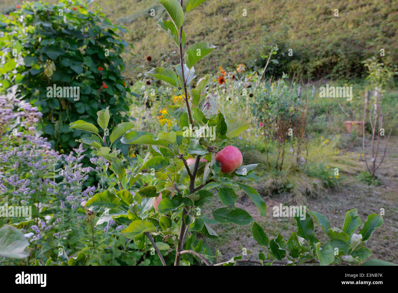 Apfel 'Cybele' mit Stangenbohnen und Blüten im Herbst, Wales, UK. Stockfoto