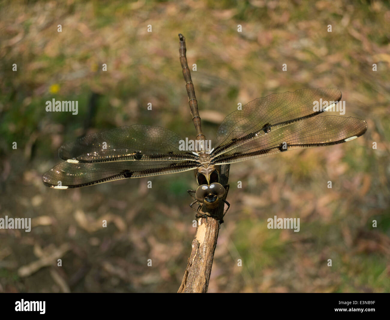 Libelle hocken auf einem Ast Stockfoto