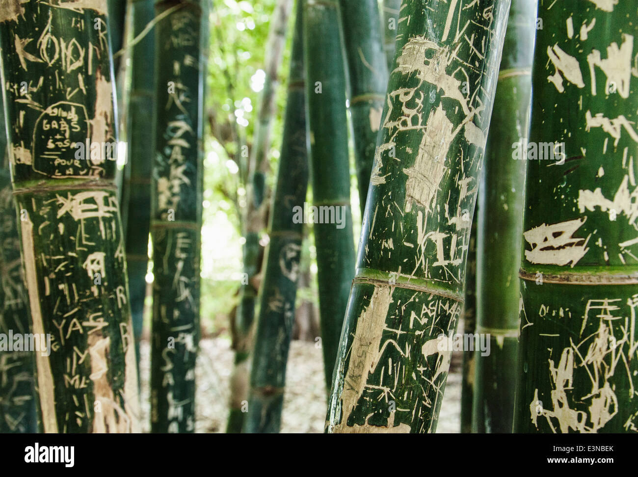 Kritzelte Bambus Haine im freien Stockfoto