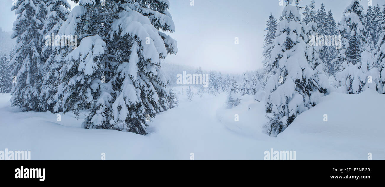 Blick auf schneebedeckte Bäume Stockfoto
