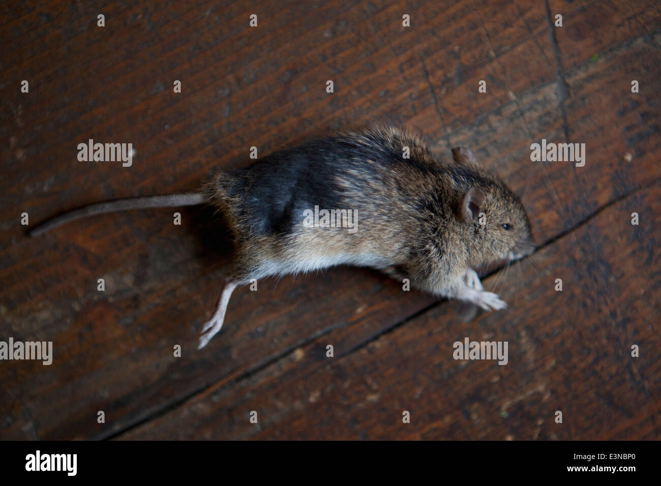 Tote Maus auf Holzbrett Stockfoto